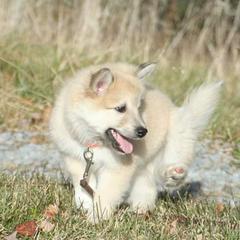 Icelandic Sheepdog Puppies from Valhalla Icelandic Sheepdogs