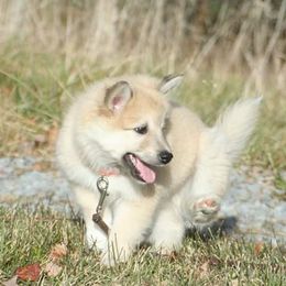 Icelandic Sheepdog Puppies from Valhalla Icelandic Sheepdogs