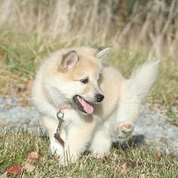 Icelandic Sheepdog Puppies from Valhalla Icelandic Sheepdogs