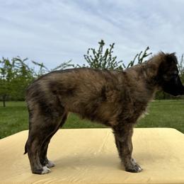Silken Windhound Puppies from Luminous Silken Windhounds