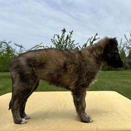 Silken Windhound Puppies from Luminous Silken Windhounds