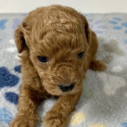 Cavalier King Charles Spaniel, Cavapoo, and Poodle Puppies from Maria's Pups