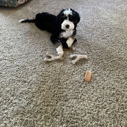 Aussiedoodle, Bernedoodle, Cavapoo, Double Doodle, Goldendoodle, and Yorkipoo Puppies from Fisher River Doodle's