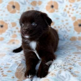 Lily - Red & white female Toy Australian Shepherd puppy in Liberty Hill, Texas from Pistol Paws Aussies