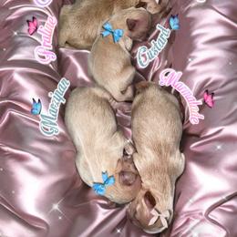 Custard - Cream and white male Shih Tzu puppy in Oxford, Mississippi from Sugarcoat Shih Tzu