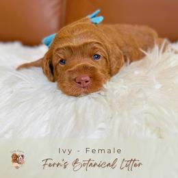 Ivy - Red  female Goldendoodle puppy in Atlanta, Georgia from Teddy Puppies