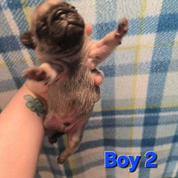 Boy 2 - Fawn male Pug puppy in Auburn, Kentucky from Prentice Family Pugs