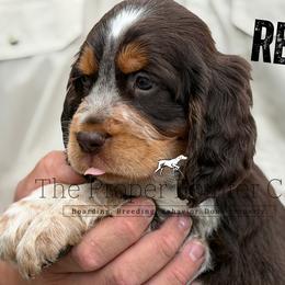 Reef - Tri-Roan female English Springer Spaniel puppy in Six Mile, South Carolina from The Proper Pointer Co.