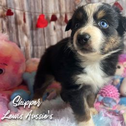 Australian Shepherd and Pembroke Welsh Corgi Puppies from Lewis Aussie’s & Corgi’s