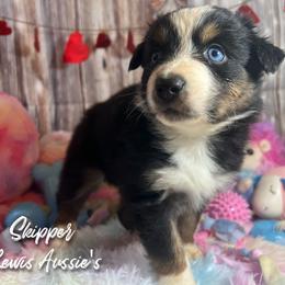 Australian Shepherd and Pembroke Welsh Corgi Puppies from Lewis Aussie’s & Corgi’s