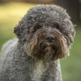 Lagotto Romagnolo puppies from Millie Grace Haven