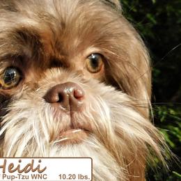 Heidi - Shih Tzu