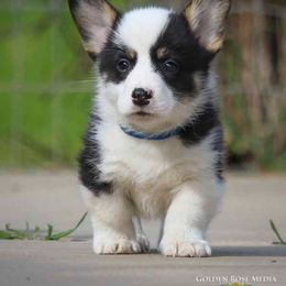Pembroke Welsh Corgi Puppies from Golden Rose Corgis