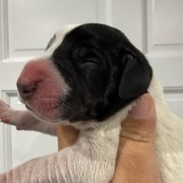 Shanky - Black and white female Great Dane puppy in Florida from Beachside Kennels