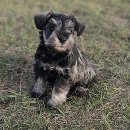 Houston - Salt and pepper male Miniature Schnauzer puppy in Richardton, North Dakota from Crooked Tree Ranch