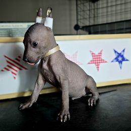 Boy 3 - Black male Xoloitzcuintli puppy in Myakka, Florida from Experience The Wild
