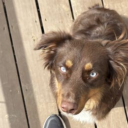 Australian Shepherds from Stacy’s Shepherds
