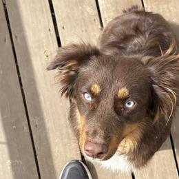Australian Shepherds from Stacy’s Shepherds
