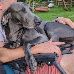 Weimaraners from Barton's Weimeraners