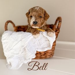 Belle - Red  female Goldendoodle puppy in Melba, Idaho from KZ Doodles
