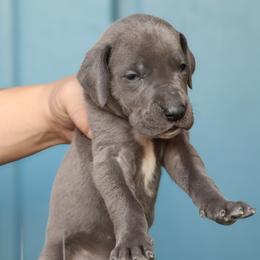 Denim - Blue male Great Dane puppy in Denison, Texas from Hundeity Great Danes