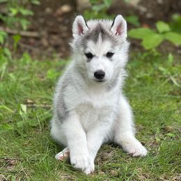 Birch - Gray and white male Siberian Husky puppy in Raymond, New Hampshire from Artico Siberians