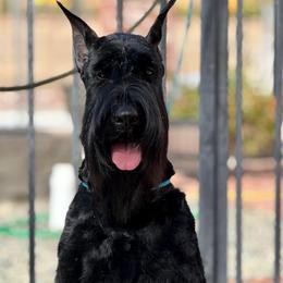 Twist - Giant Schnauzer