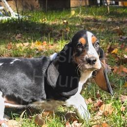 Misty (purple collar) - Black brown and white female Basset Hound puppy in Big Rapids, Michigan from Basket Hound Bassets
