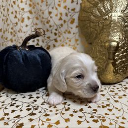 Nico - Cream male Dachshund puppy in Somerset, Pennsylvania from Rae’s Dapper Dachshunds