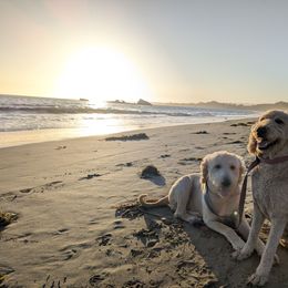 Goldendoodle puppies from Lu Doodles