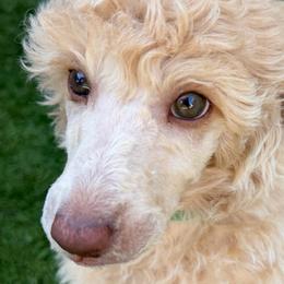 Royal Dixies  Southern Sassafras Sassy. - Apricot female Poodle puppy in Vancleave, Mississippi from Royal Dixie Standard Poodles