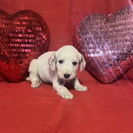 Basil- Long Coat - White and black male Dalmatian puppy in Claremore, Oklahoma from Lotsofdots Dalmatians