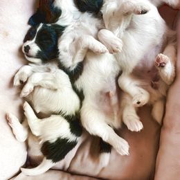 Papillon Puppies from Winghaven