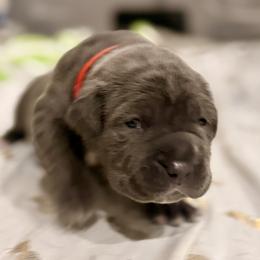 Red - Blue female Neapolitan Mastiff puppy in Ramona, California from San Diego Mastiff