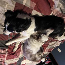 Border Collies and Pembroke Welsh Corgis from Willis Farm