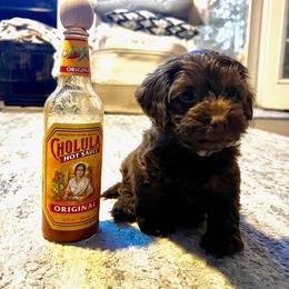 Cockapoo Puppies from Ouachita River Cockapoos