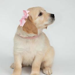 Golden Retriever Puppies from Valley County Goldens