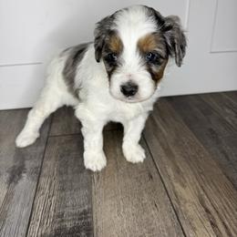 Kristoff - male Australian Mountain Doodle puppy in Jerome, Idaho from Tolman Acres