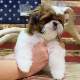 Louie - Gold and white male Shih Tzu puppy in Hatfield, Pennsylvania from Chrysanthemum Creek