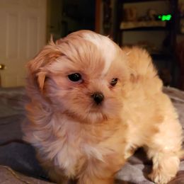 Mi-Ki and Shih Tzu Puppies from Tiny Tzu Mighty Shih Tzus & Mi-Kis