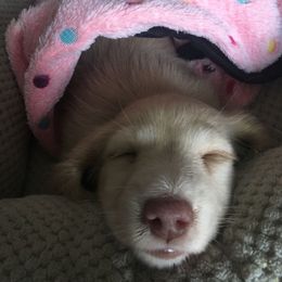 Dachshund Puppies from Corinne Aselin