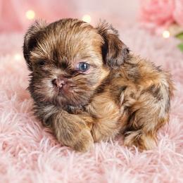 BAILENY GIRL - Liver female Shih Tzu puppy in Kissimmee, Florida from My Little Shih Tzu Dreams