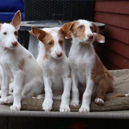 Ibizan Hound Puppies from Altamira Wire Ibizan Hounds