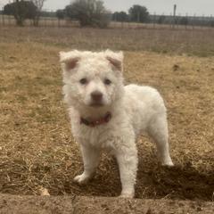 Golden - Mudi puppy from Graves Farm Mudi