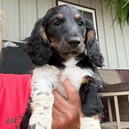 Woody - Piebald male Dachshund puppy in Aurora, Missouri from Baker Farms