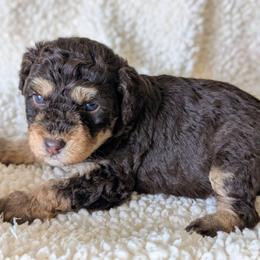 Imani - Brown female Bernedoodle puppy in Sparta, Missouri from Sis' Doodles & Poodles