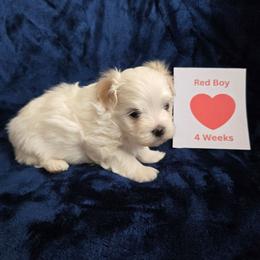 Jake (Red) - White male Maltipoo puppy in Sahuarita, Arizona from Cowgirl's Legacy Maltipoos