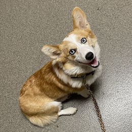 Avery - Pembroke Welsh Corgi