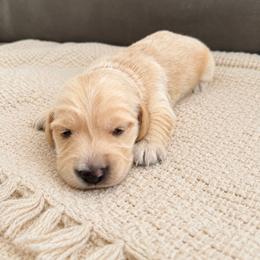 Butterscotch - Cream male Dachshund puppy in Modesto, California from Doxie Lux