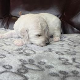 Calvin - White male Poodle puppy in Aurora, Colorado from Simply Amazing Doodles